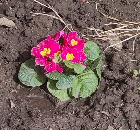 Springtacular Flower 81.jpg