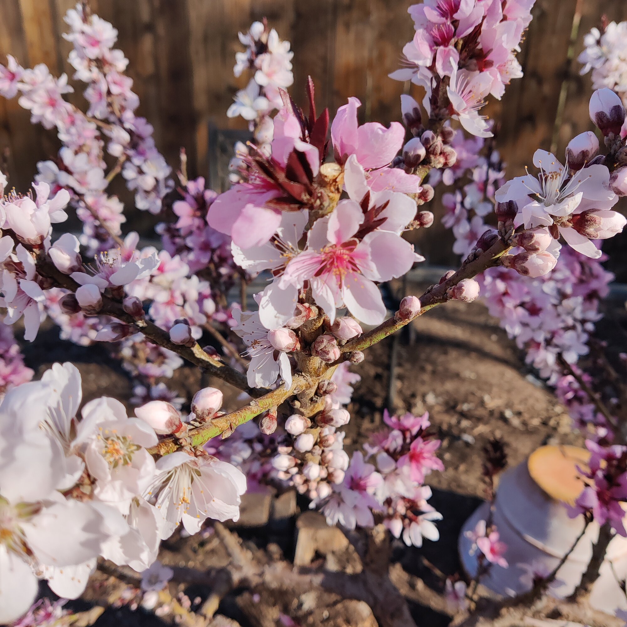 Springtacular Flower 82.jpg