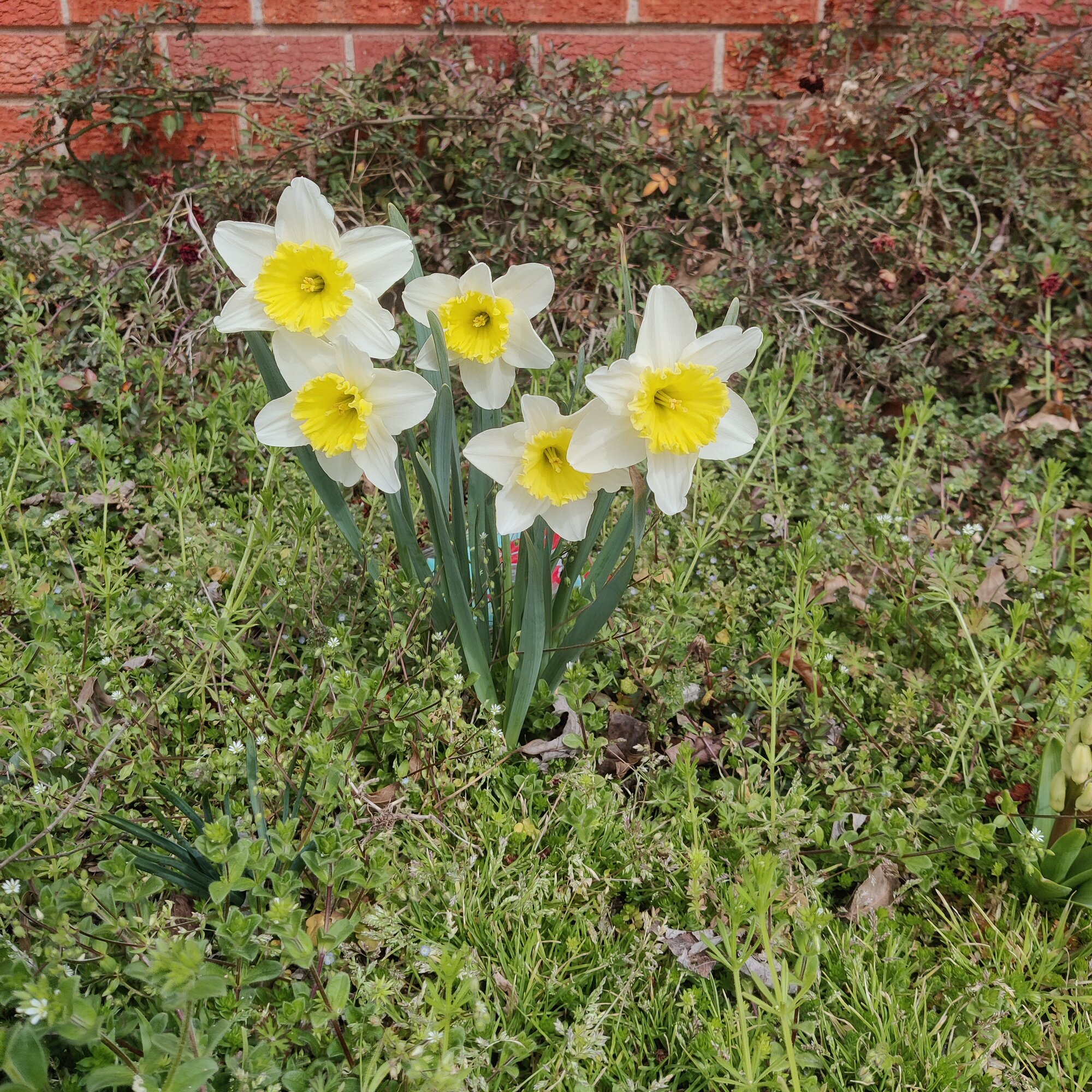 Springtacular Flower 83.jpg