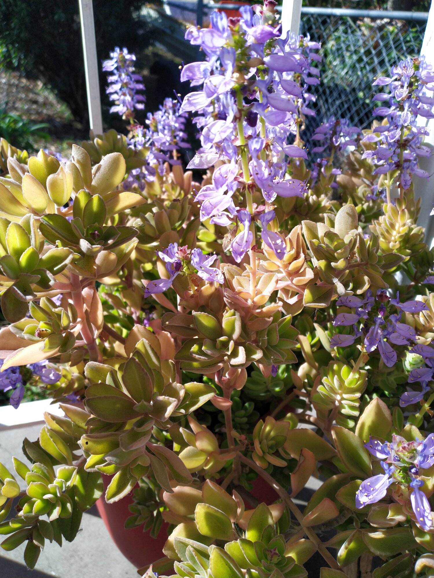 Springtacular Flower 85.jpg