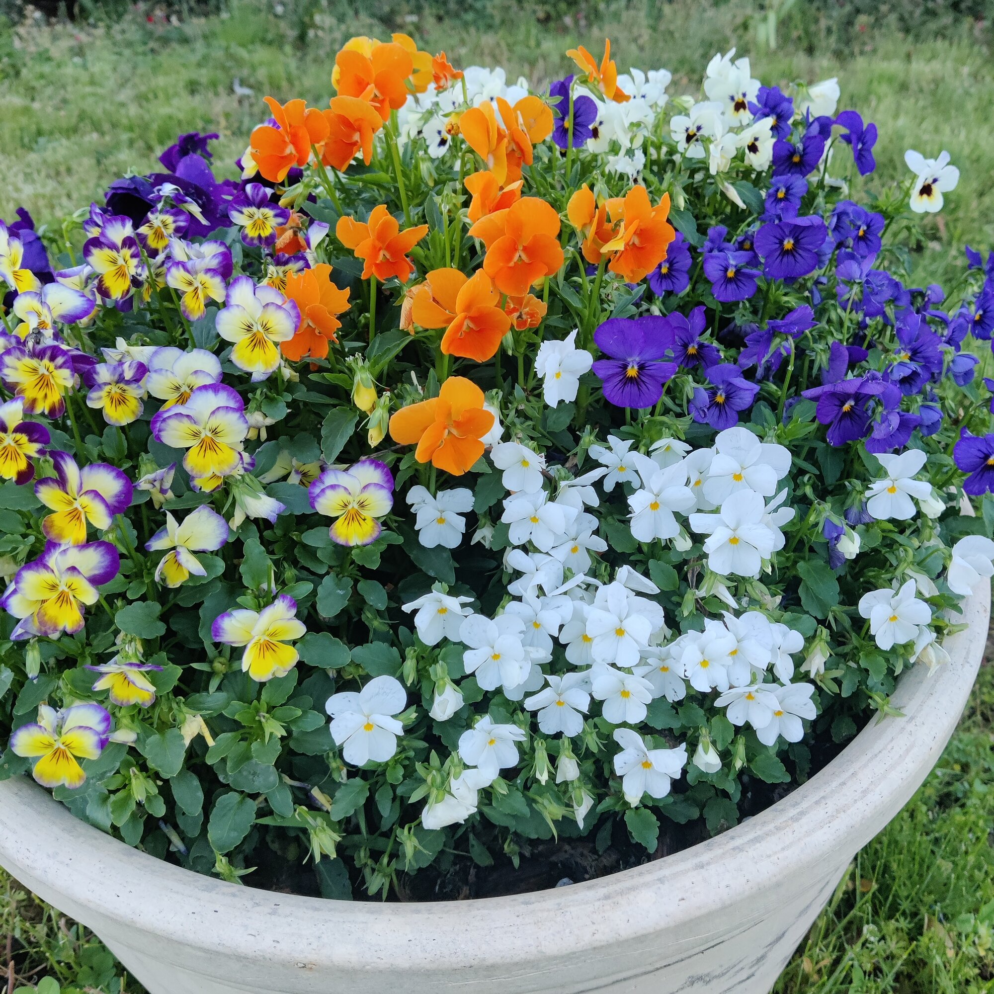 Springtacular Flower 86.jpg