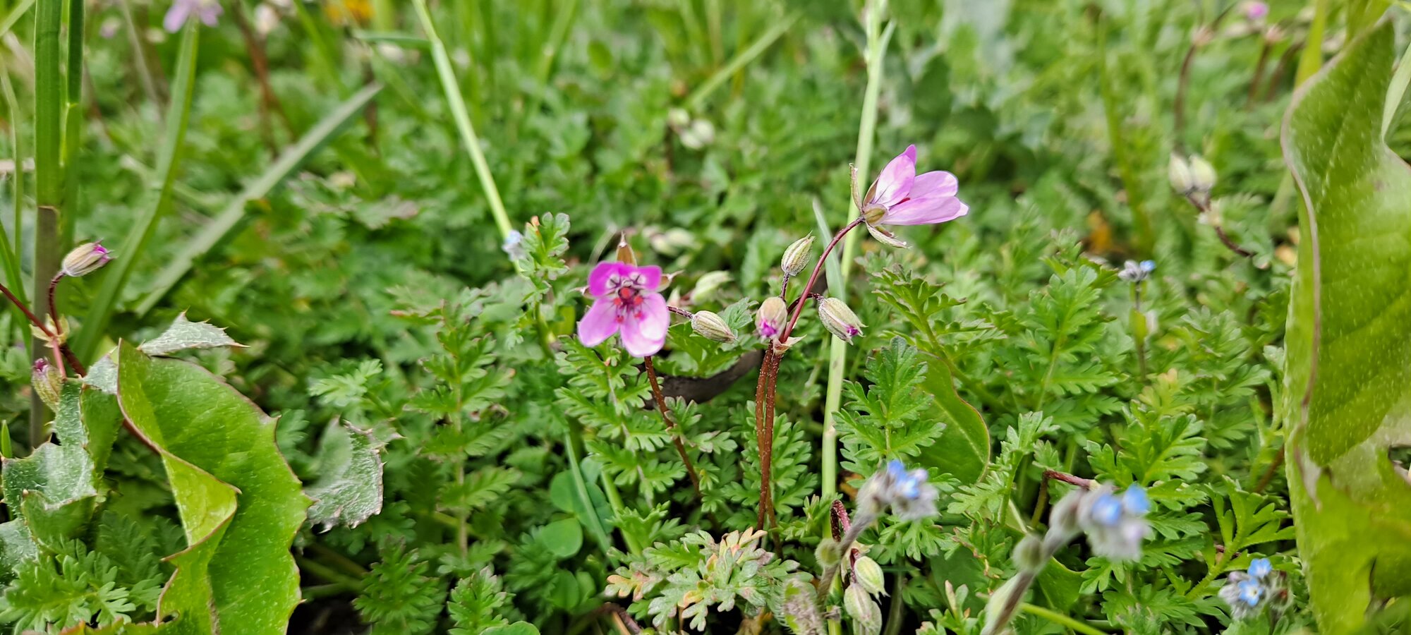 Springtacular Flower 88.jpg