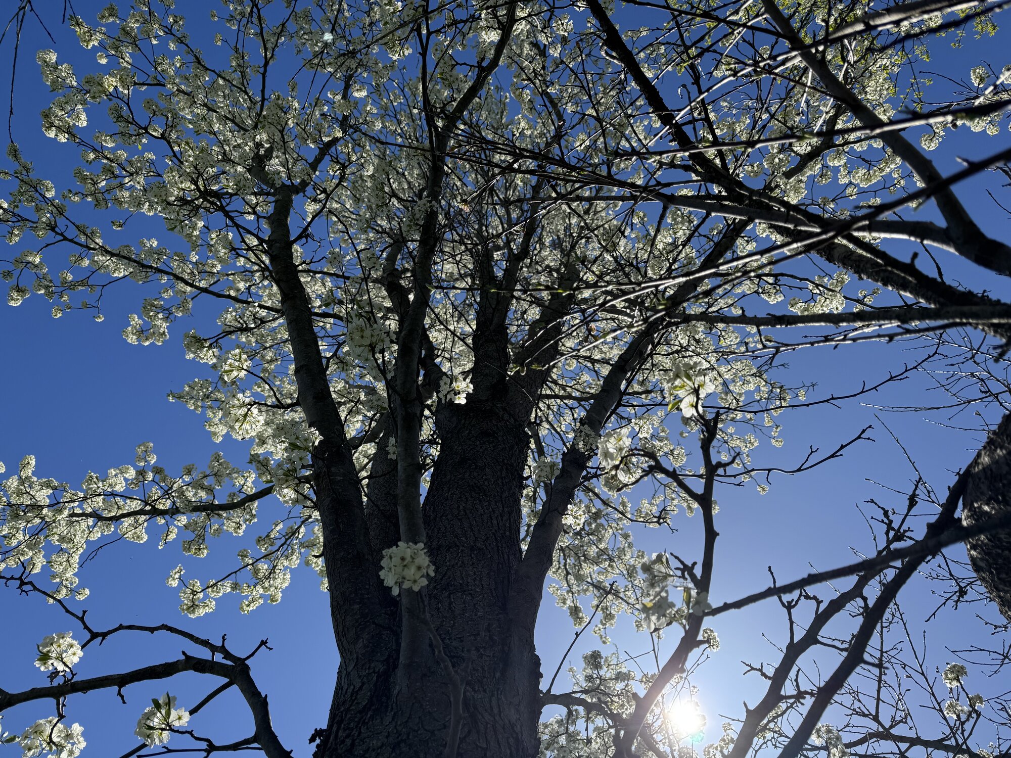 Springtacular Flower 89.jpg