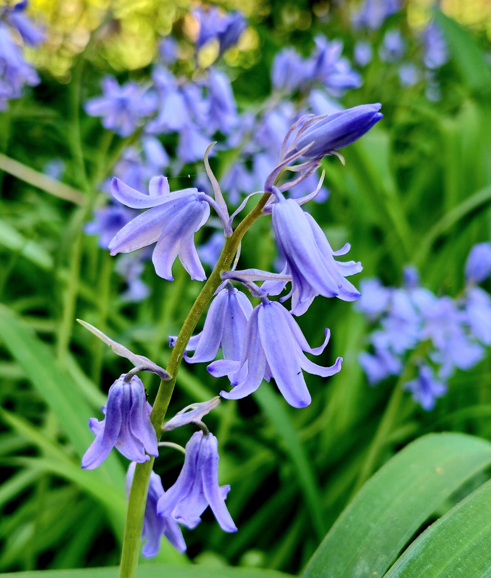 Springtacular Flower 9.jpg