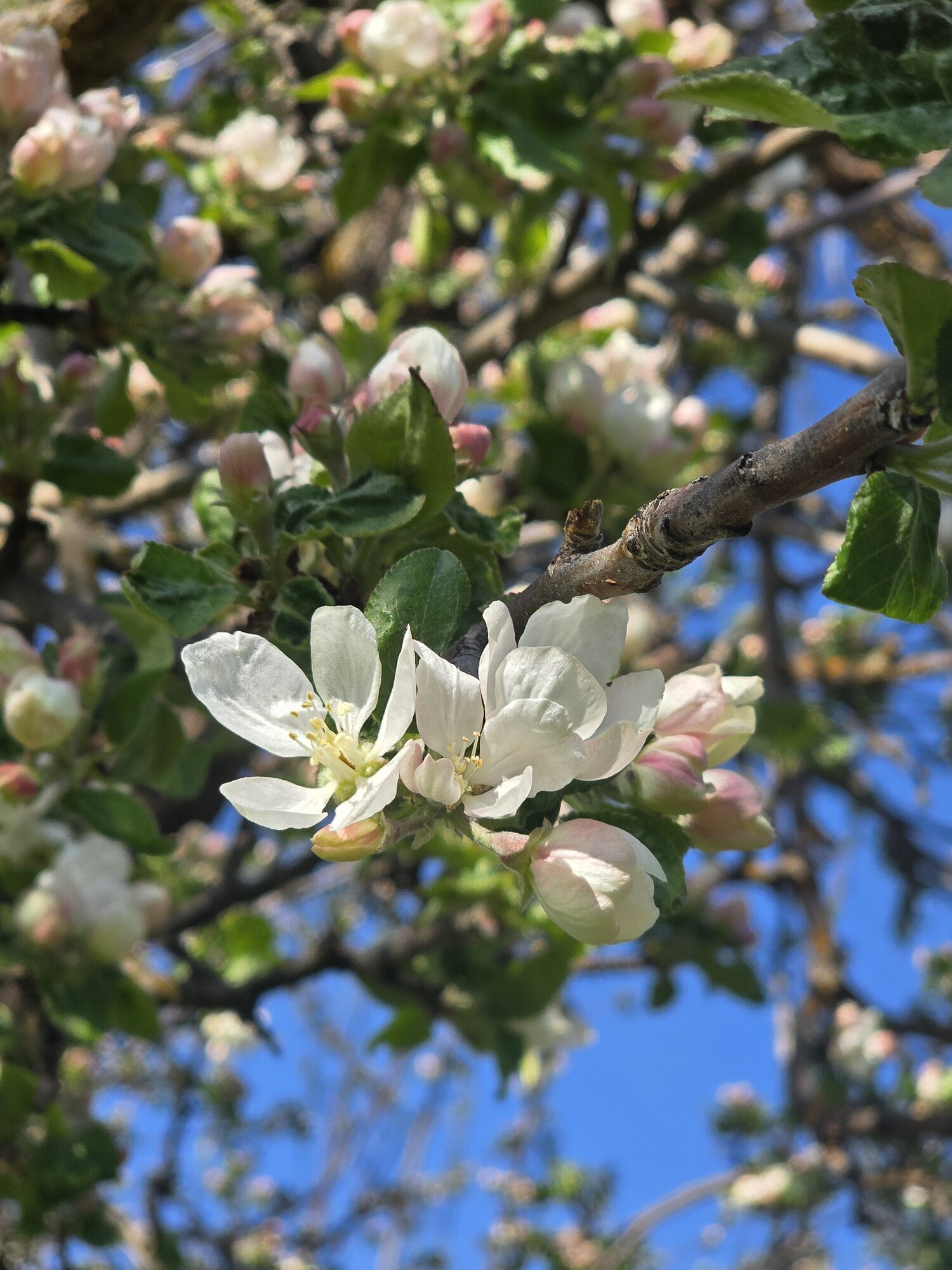 Springtacular Flower 90.jpg