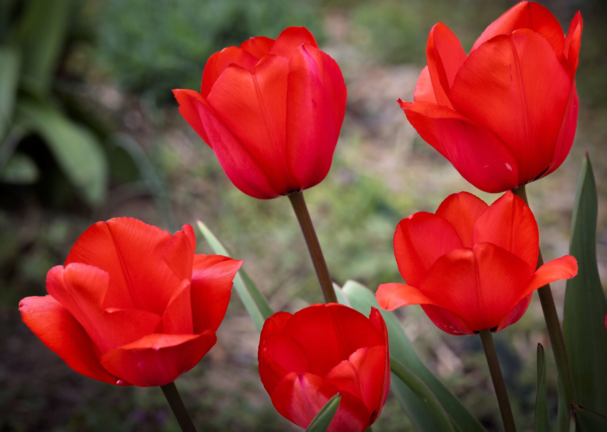 Springtacular Flower 93.jpg