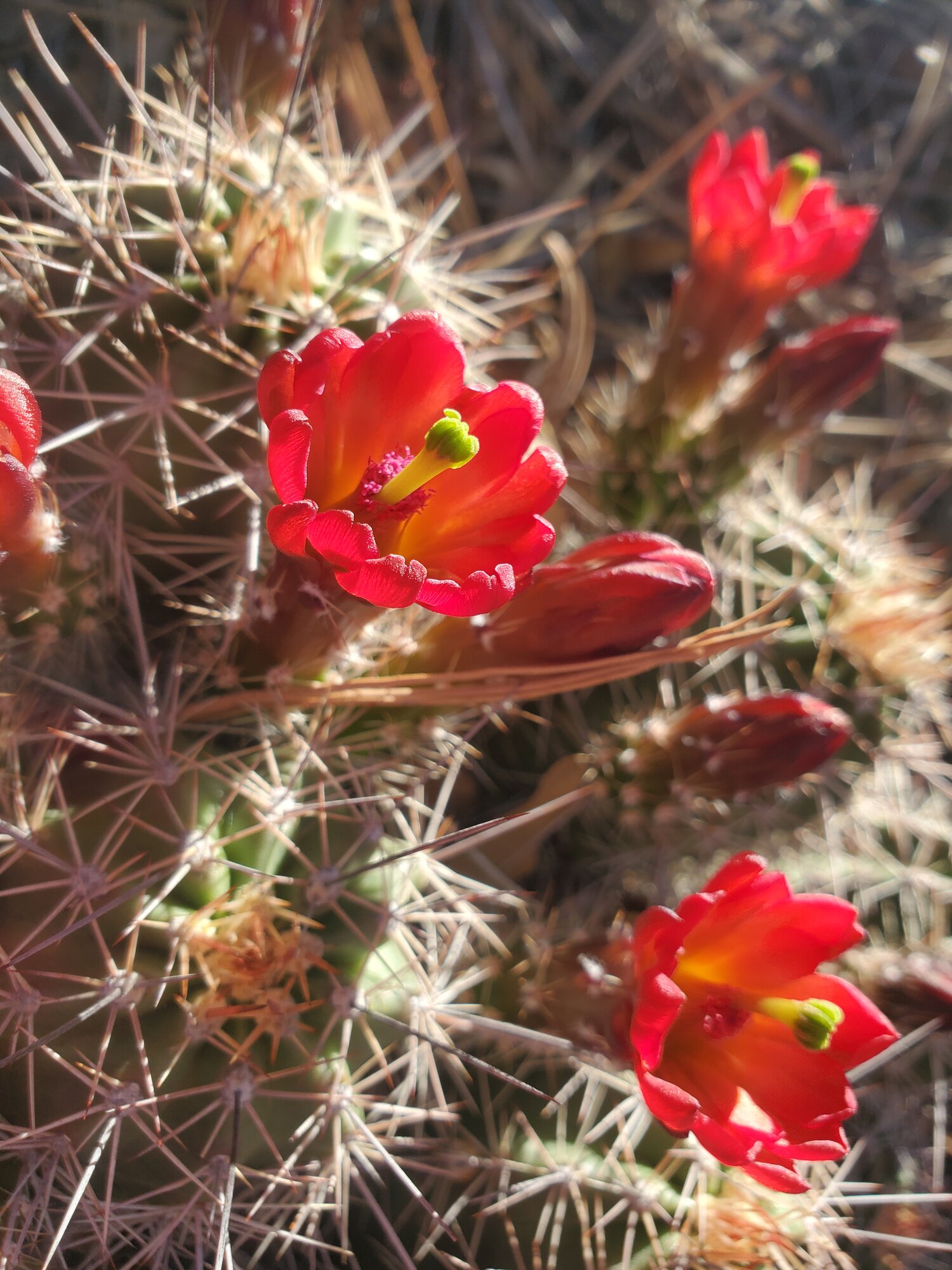 Springtacular Flower 94.jpg