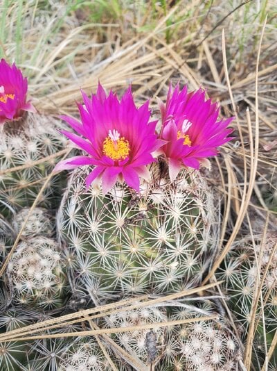 Springtacular Flower 95.jpg