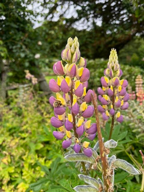 Springtacular Flower 98.png