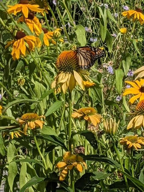 Springtacular Flower 99.png