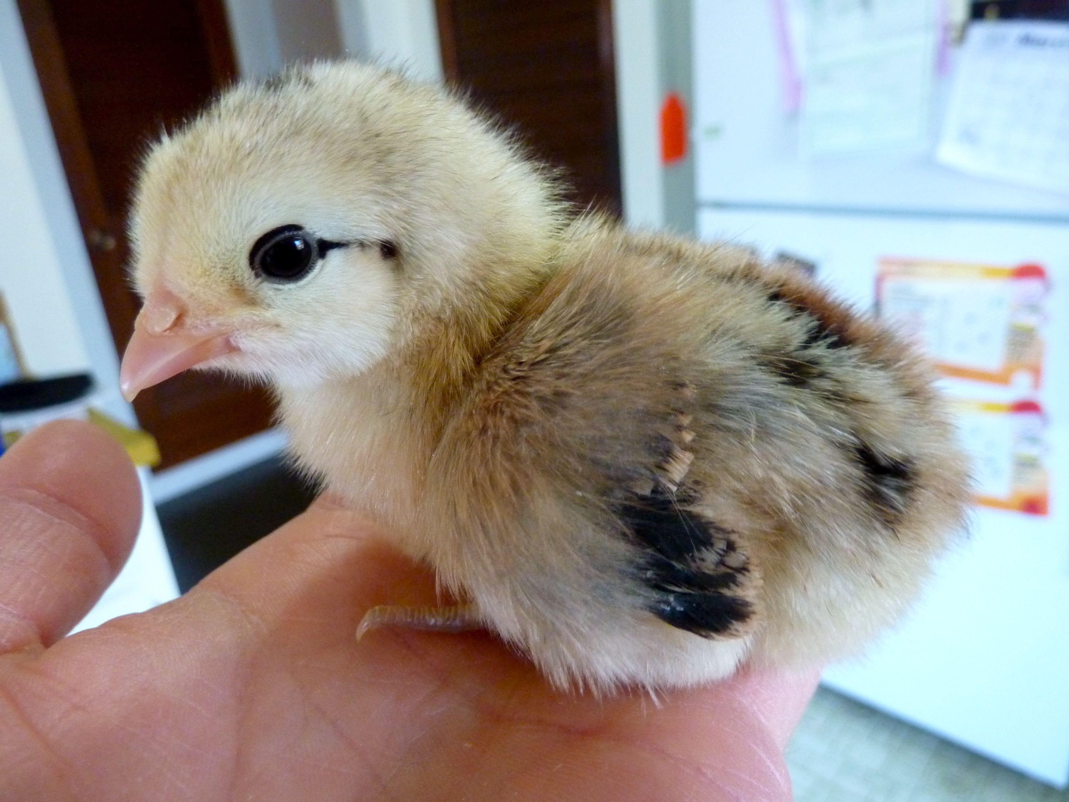 Sprite, an Easter Egger