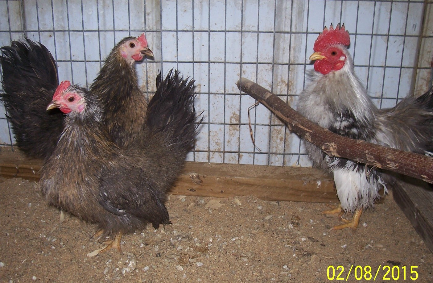 Sprite and both ladies  silkied trio