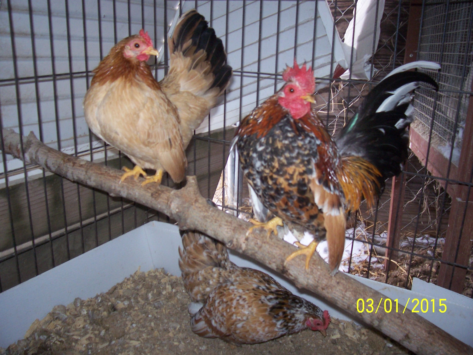 Sprocket, Lil Red and Spirit