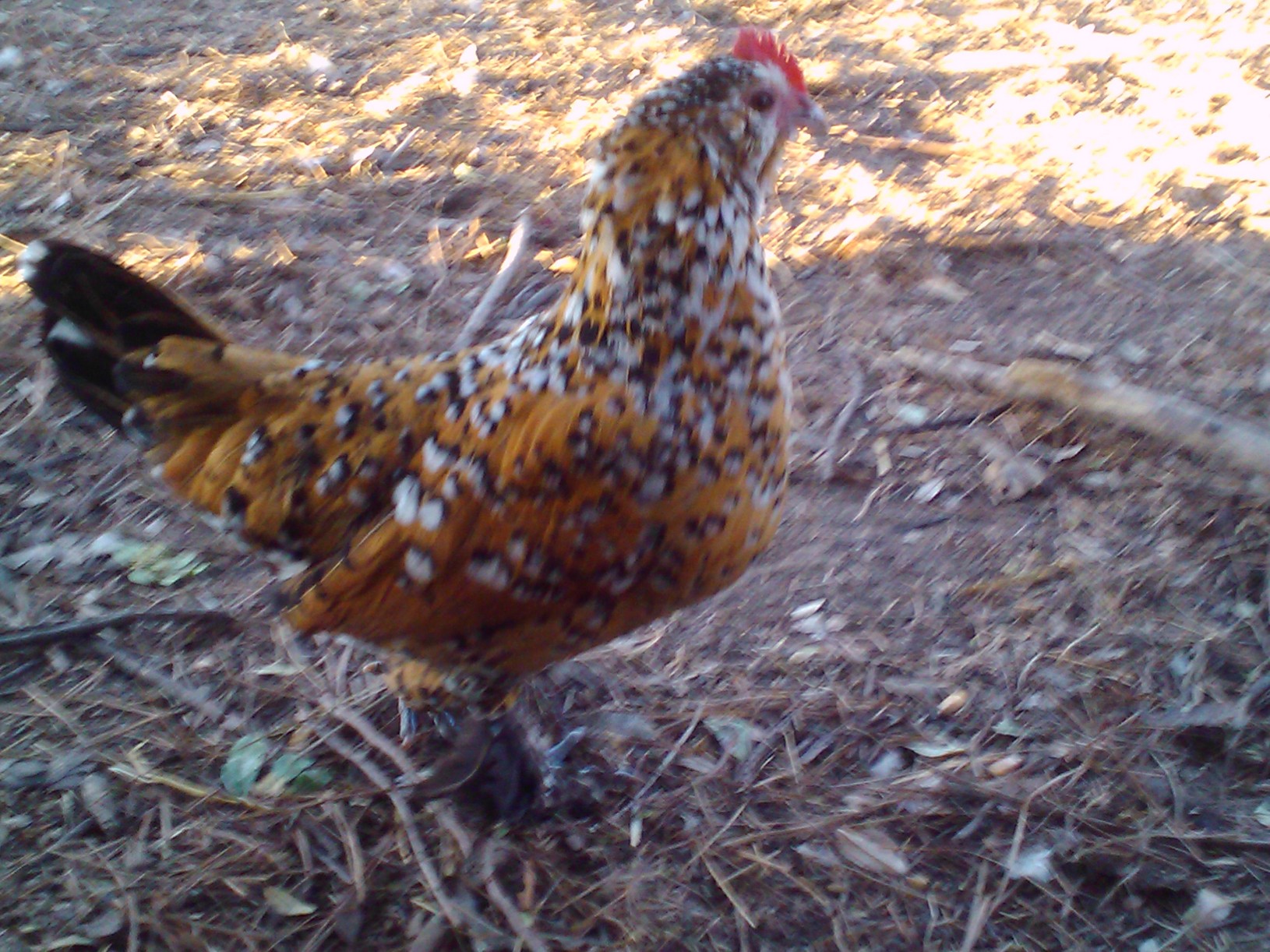 Sprout. She is not bigger than a puff of air, but don't tell her that!