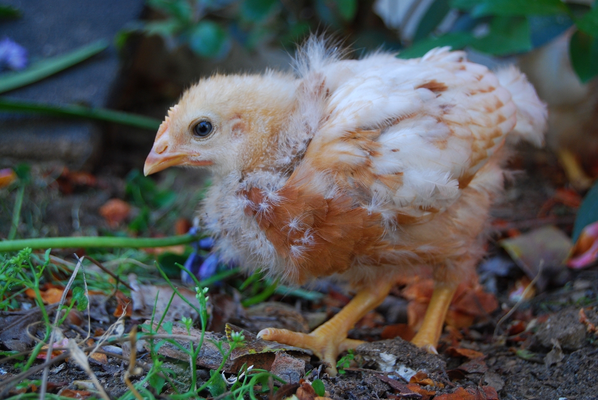 Sprouting some feathers!