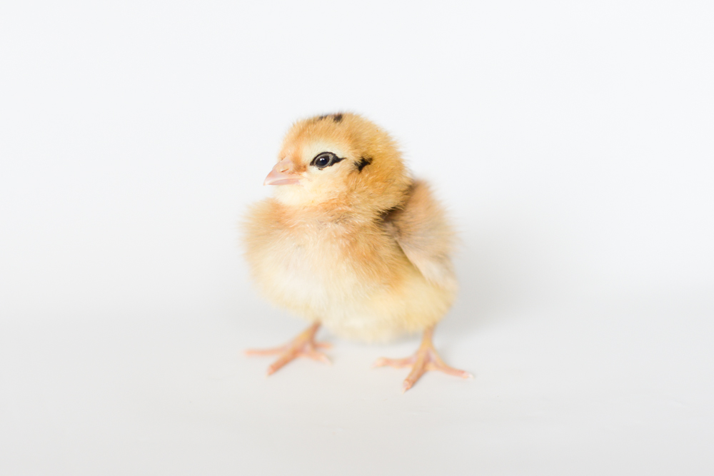 Spud, Ameraucana