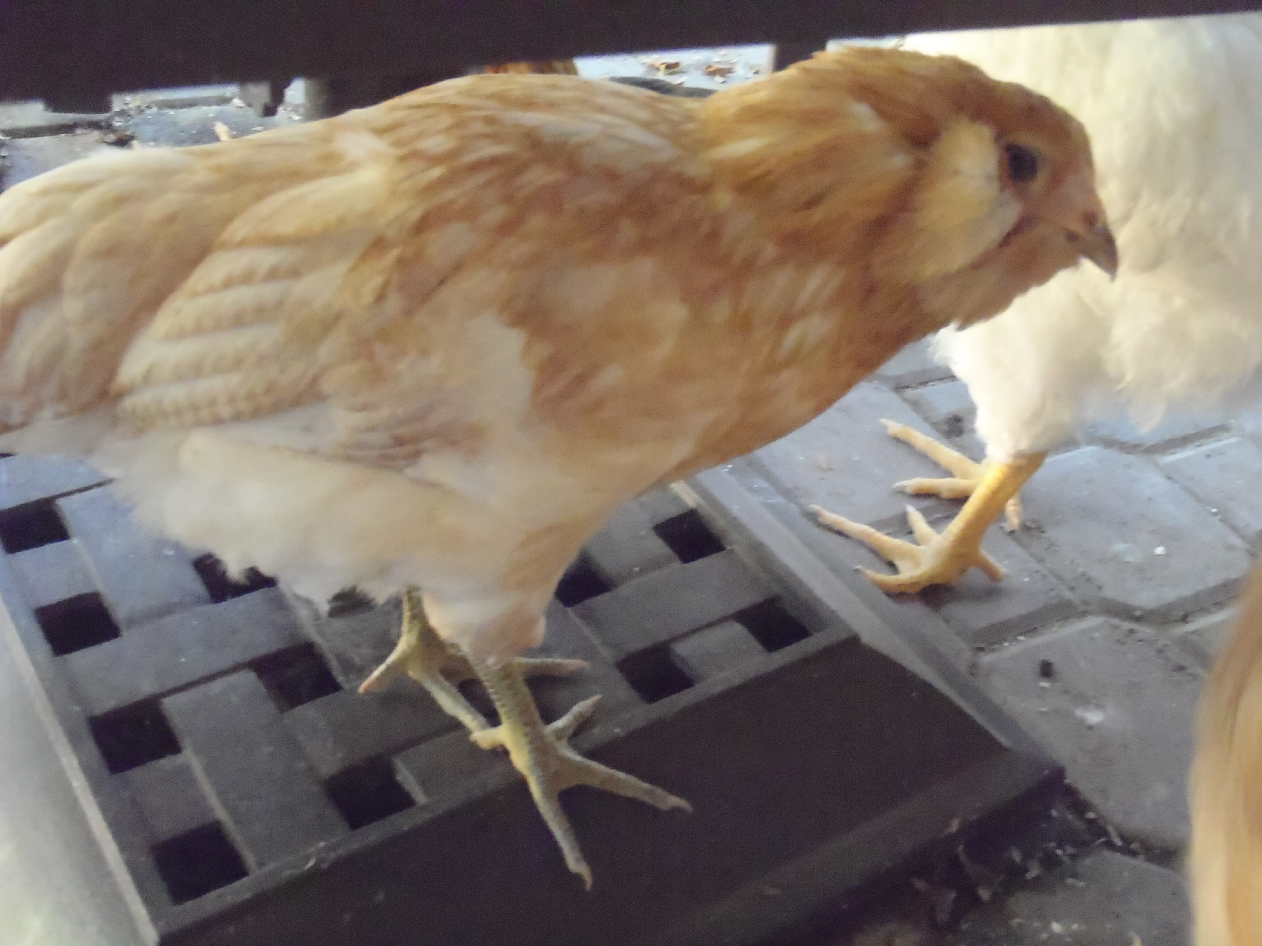 Spud, our Ameraucana: 9 weeks