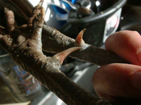 spurs of a hen. got stabbed by these twice.
