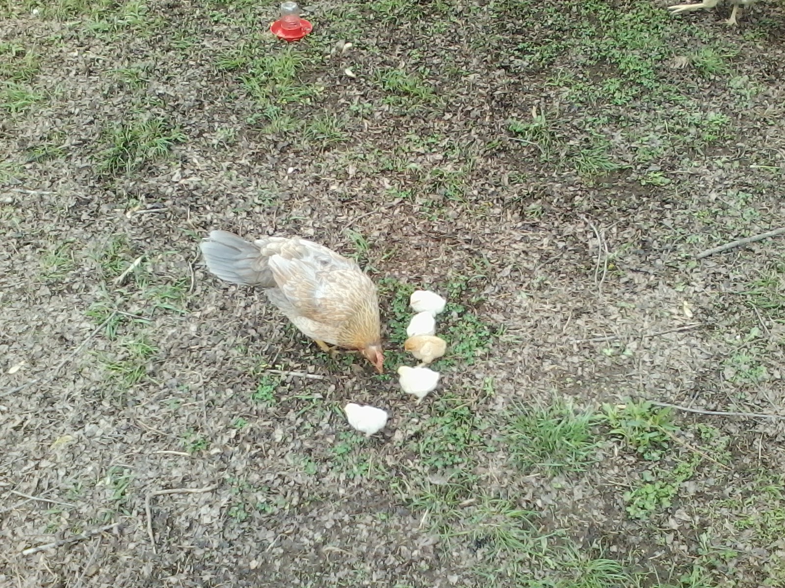 squeakers and her baby's