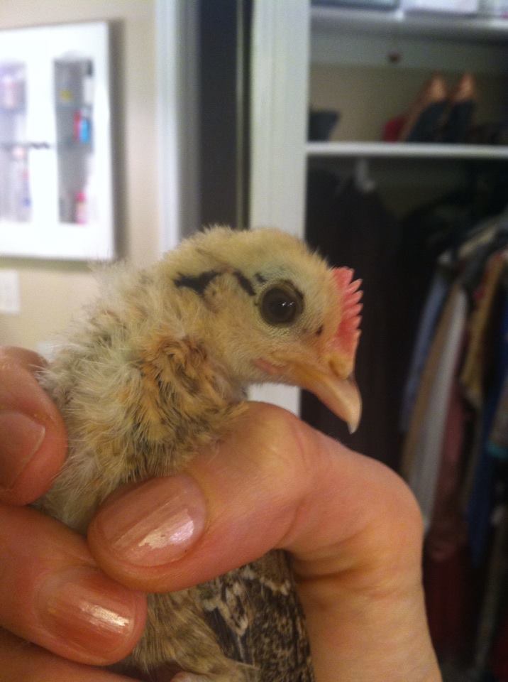 Squiggy becoming a cockerel...