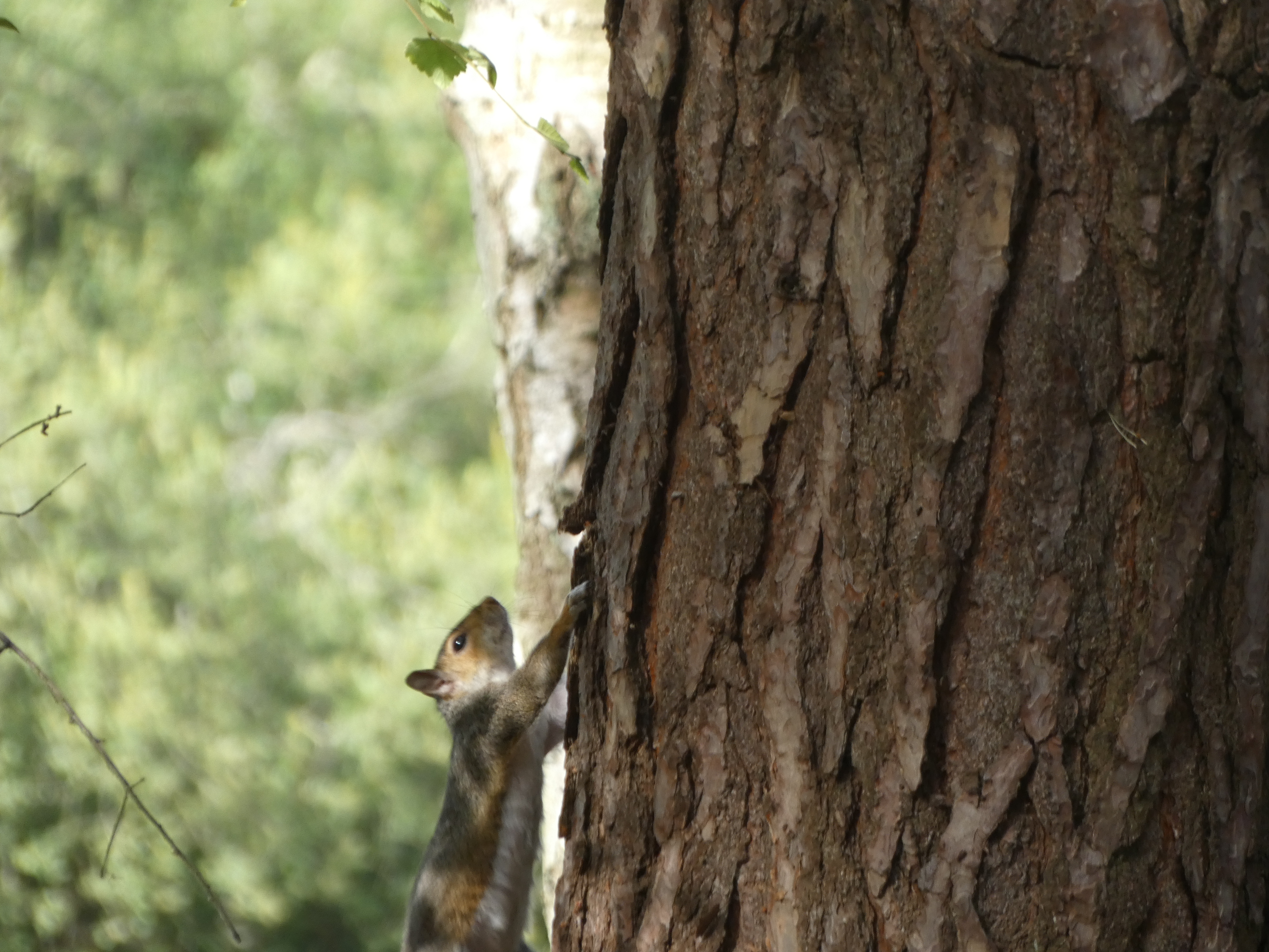 Squirrel Climbing