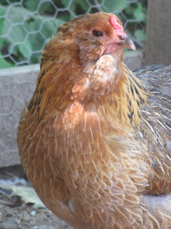 Squirrel, Easter Egger hen.