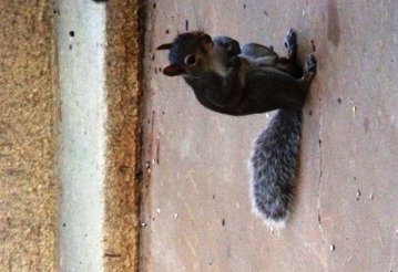 Squirrel on back walk