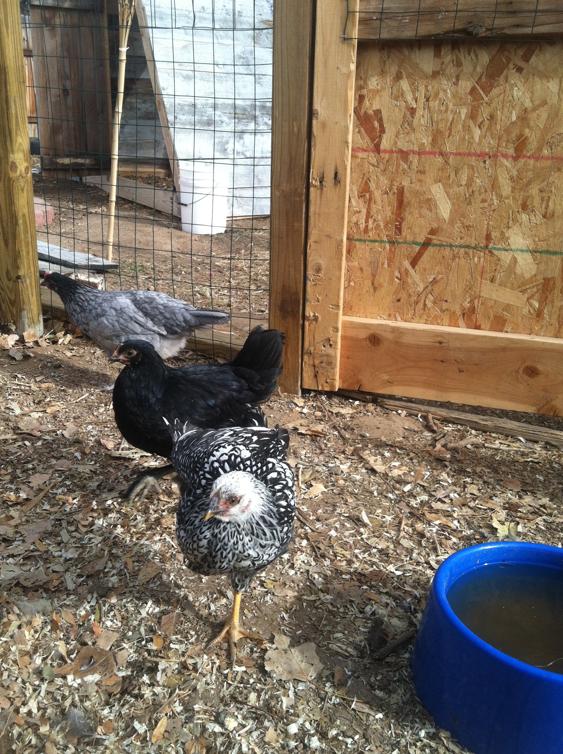 Squirt, Chubby and Semper in the background.