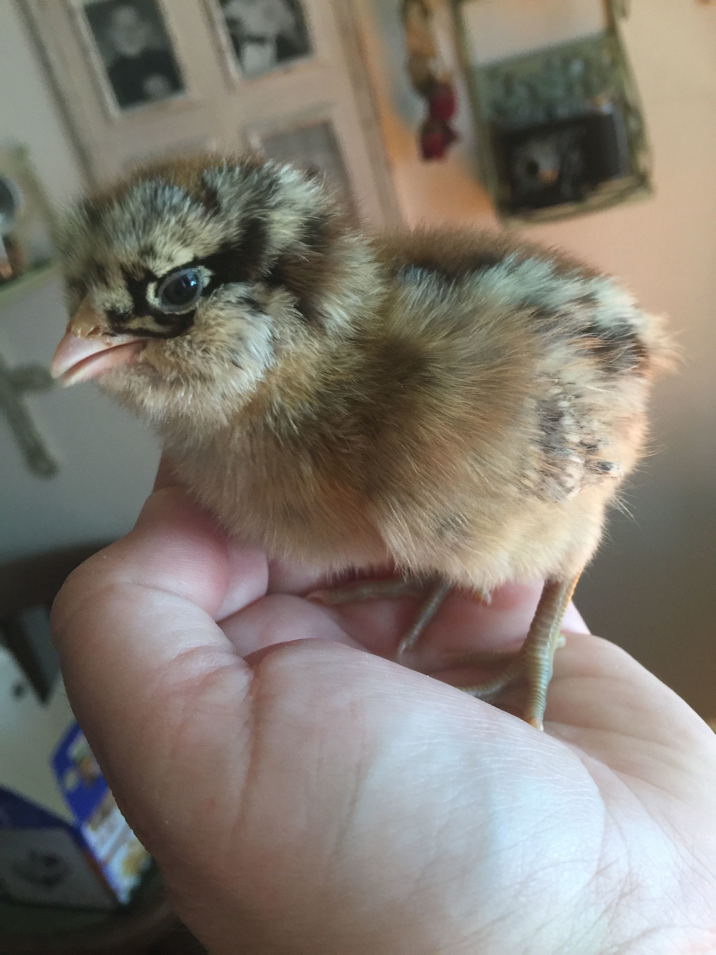 Squish (Easter Egger)