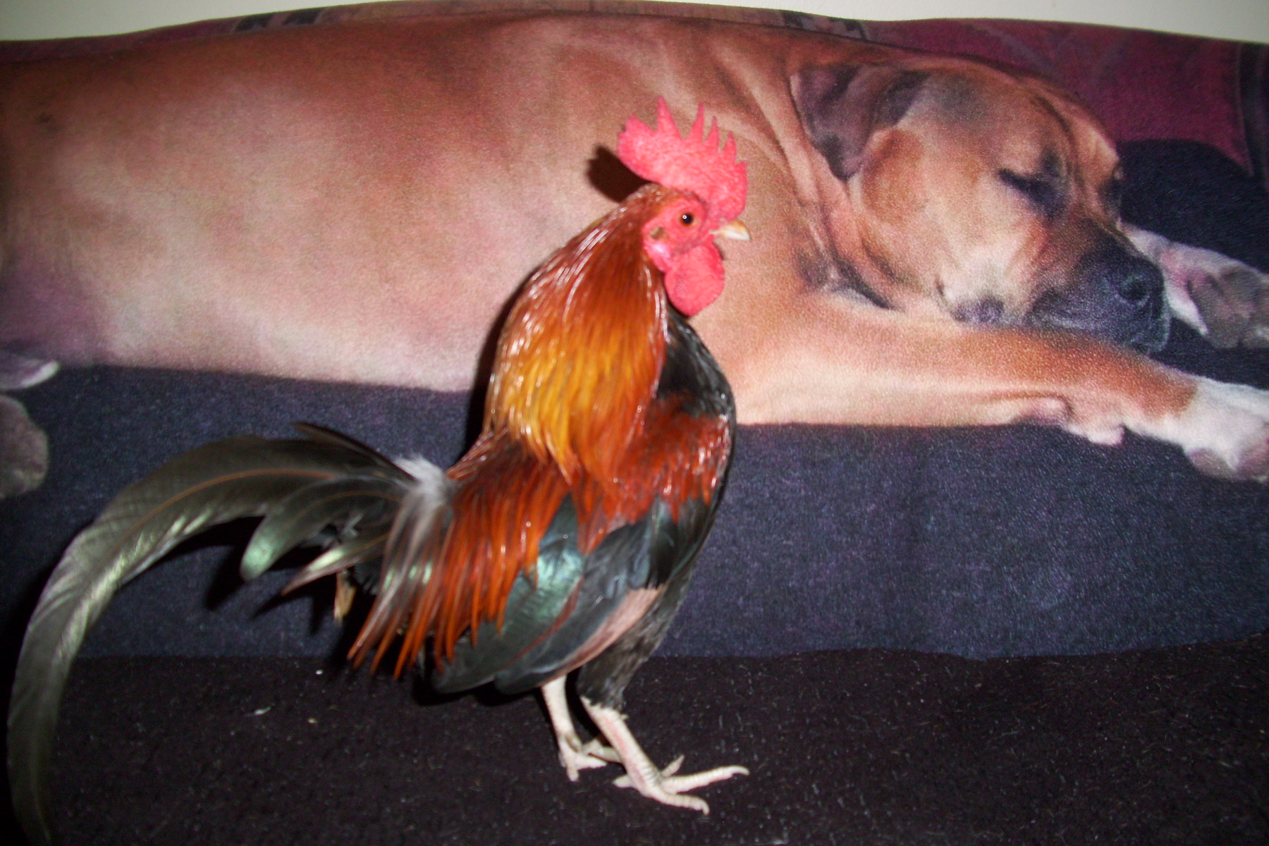 Sreech, my Old English Game Bantam and his playmate Joe, 100 lb. Bull Mastiff...Screech is at the top of the pecking order regardless of the weight and species differences. Comical and sweet!