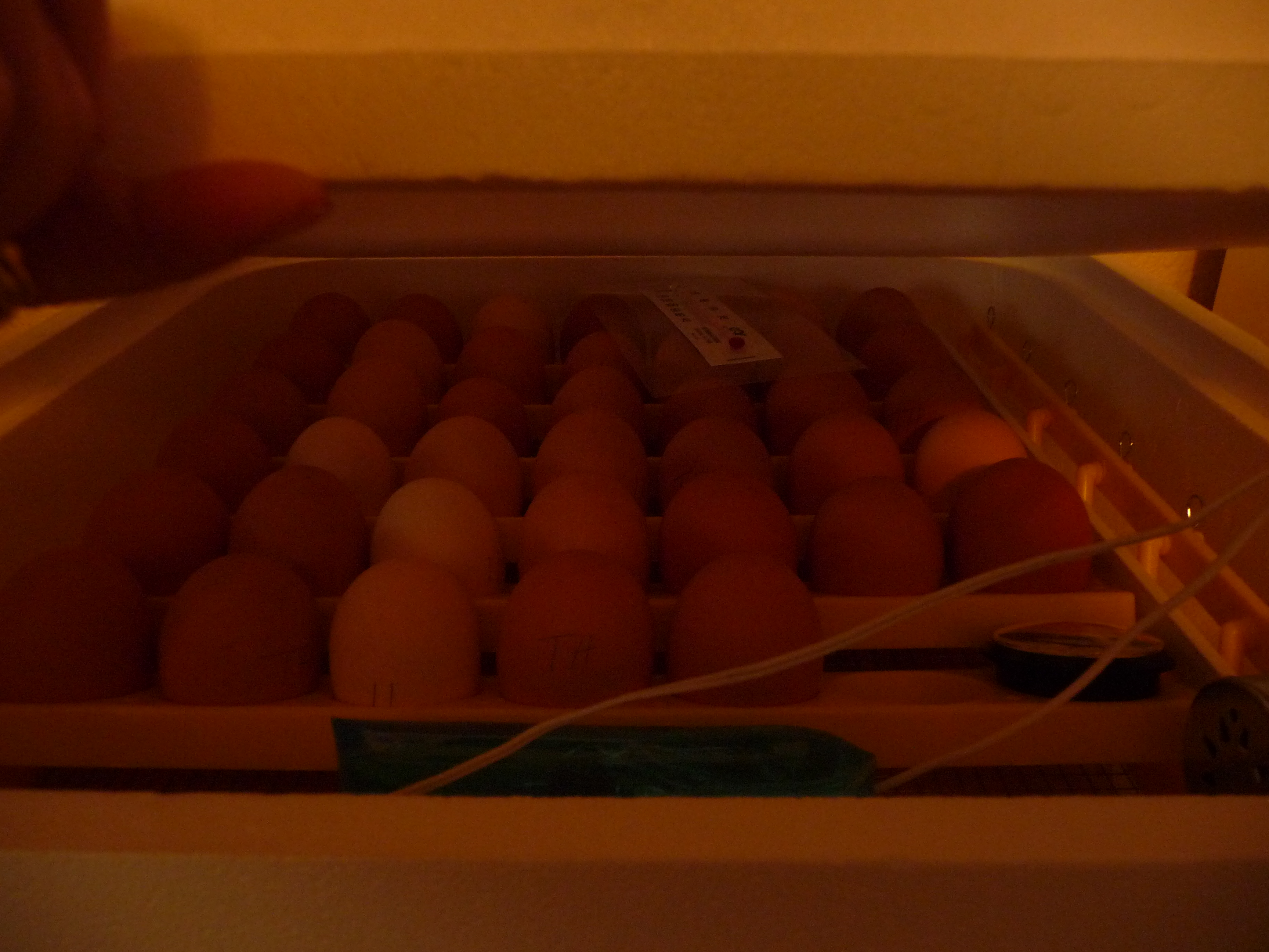 srted incubating 4-5&6-2012