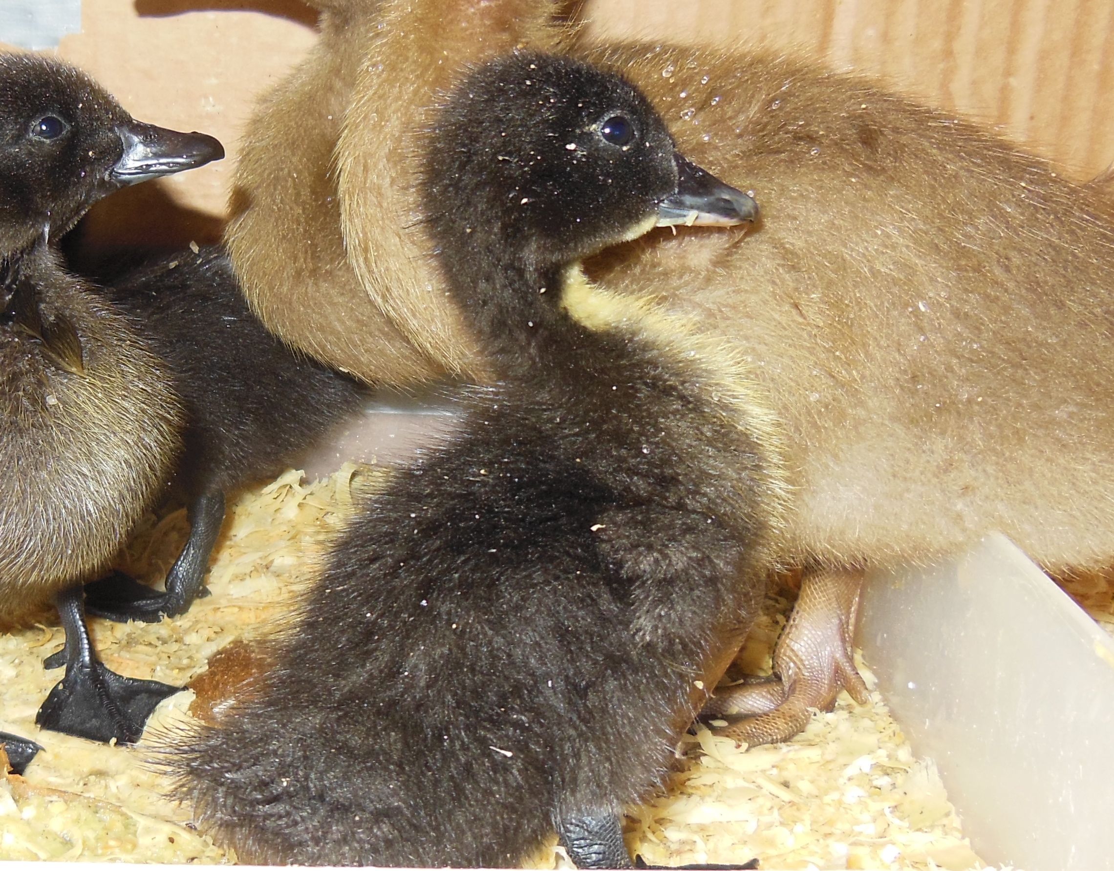 Stalker, 2 day old Black Cayuga