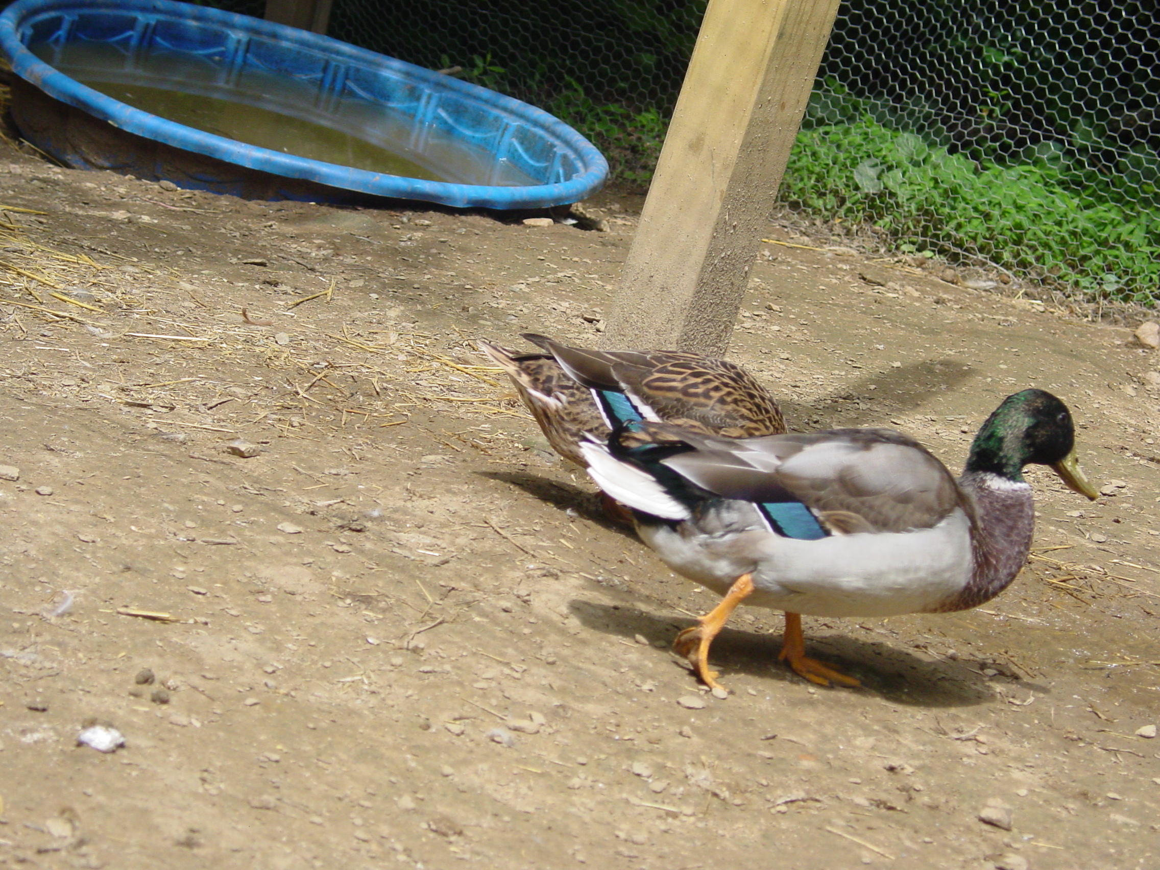 Stallion duck and his hen c: