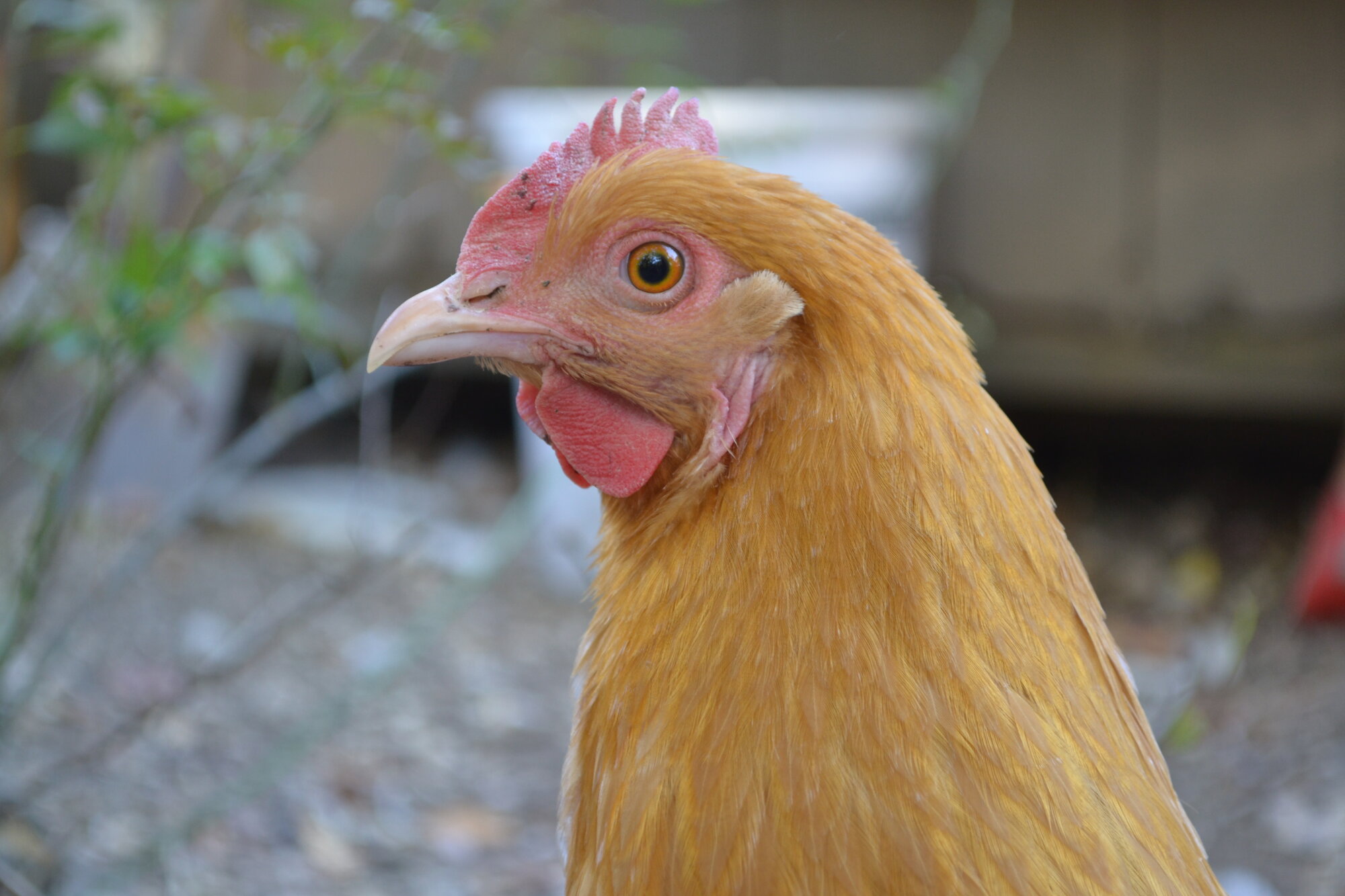 Standard-Bred Chicken Show 115c.jpg