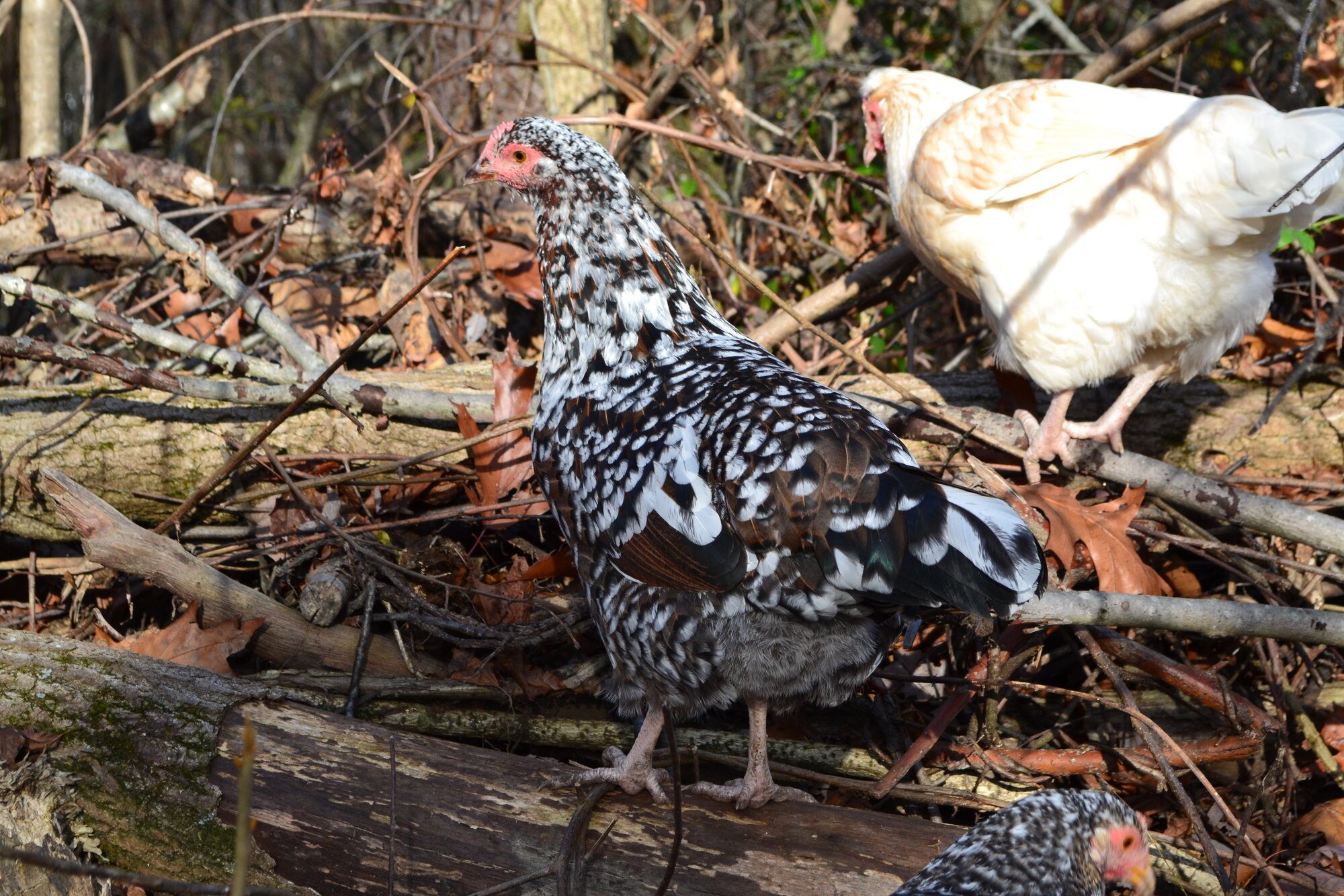Standard-Bred Chicken Show 116c.jpg
