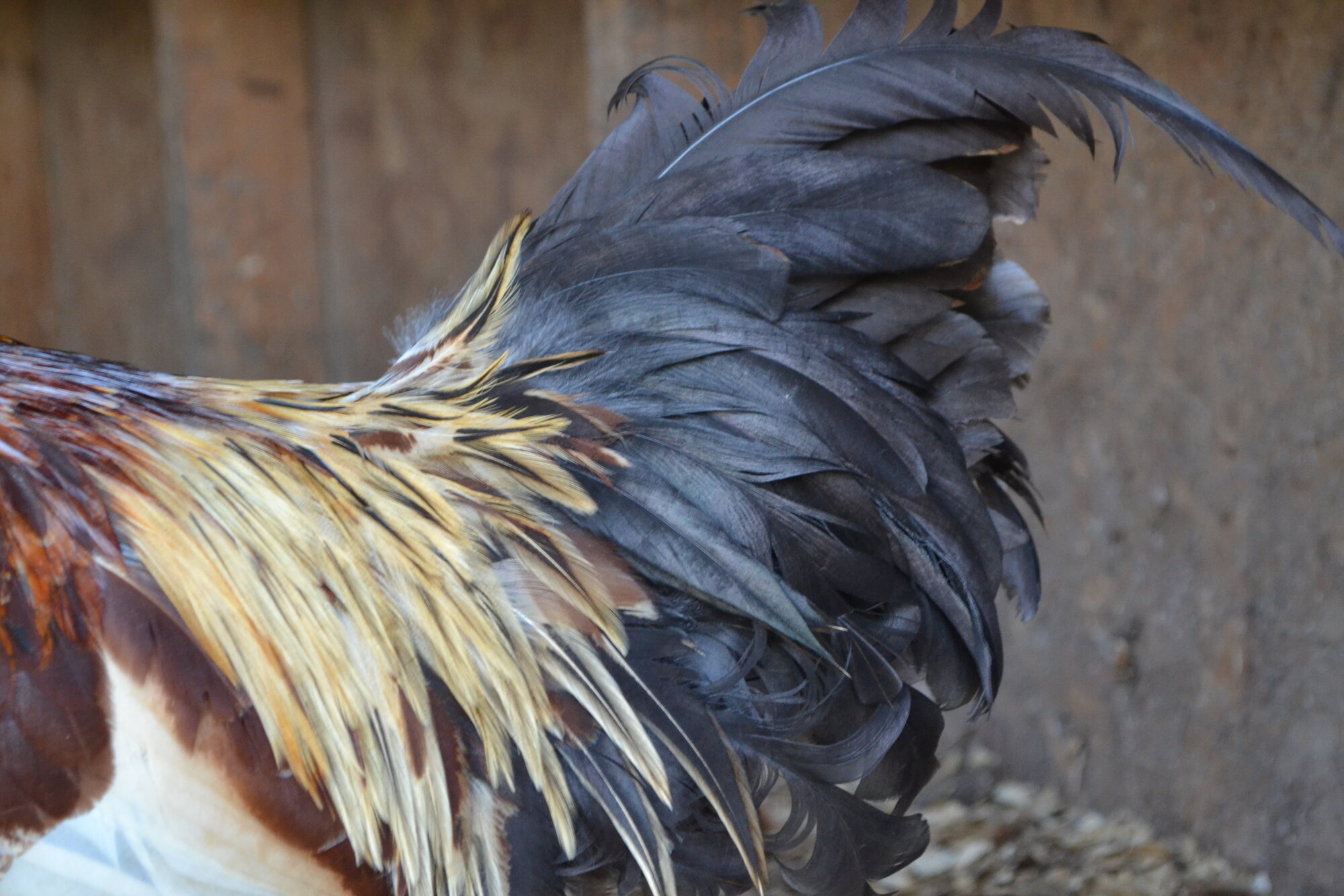 Standard-Bred Chicken Show 118c.jpg