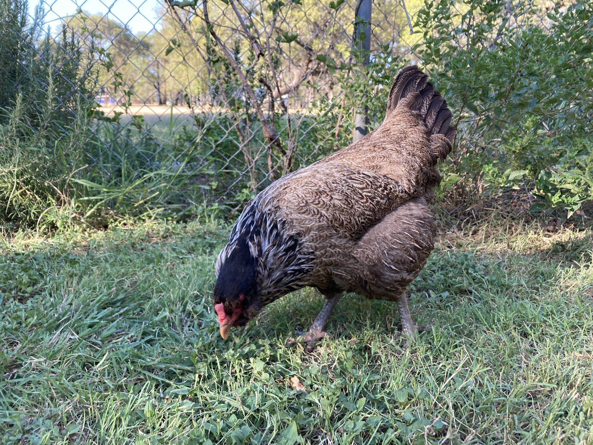 Standard-Bred Chicken Show 122c.jpg