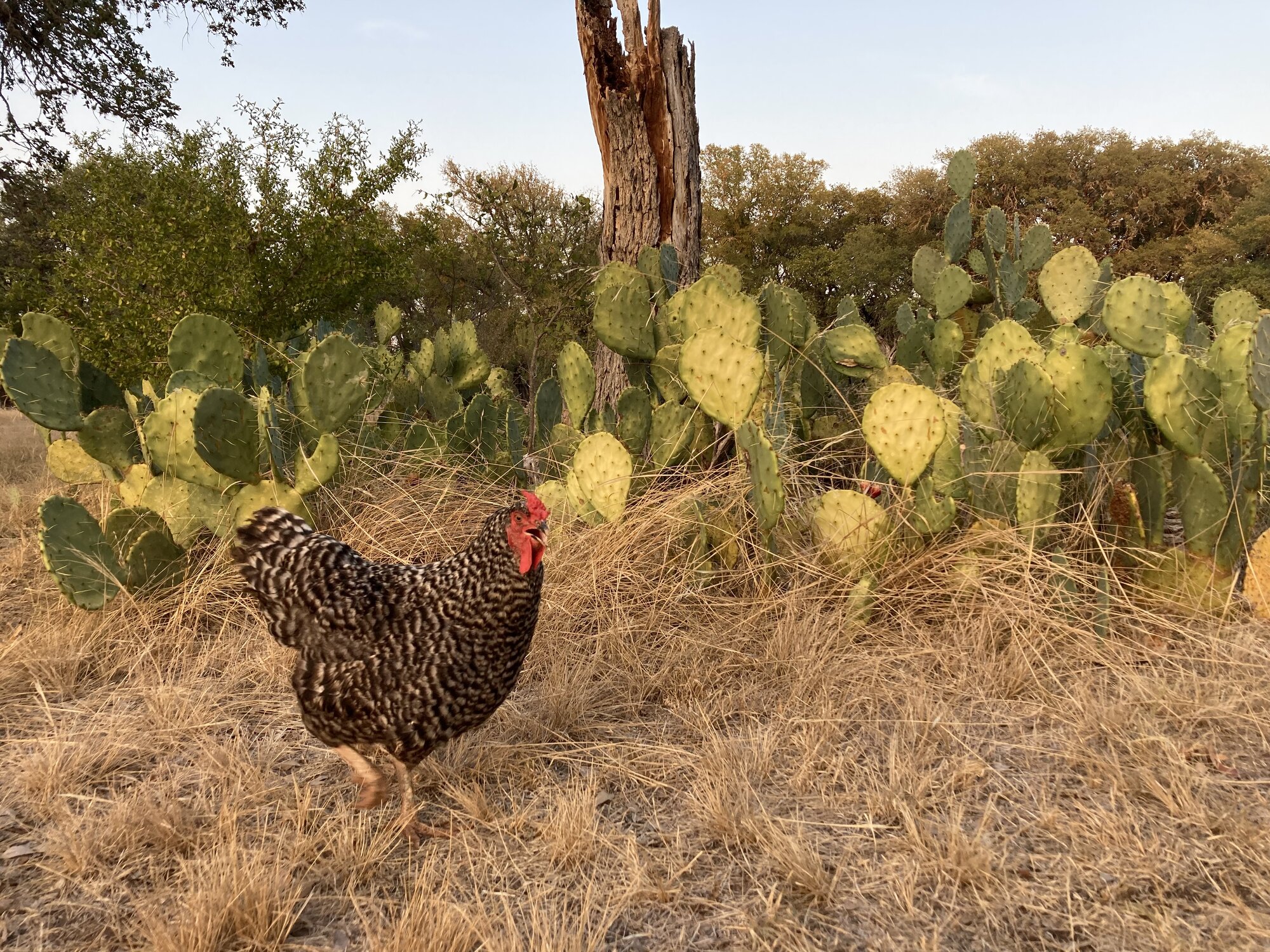 Standard-Bred Chicken Show 125c.jpg