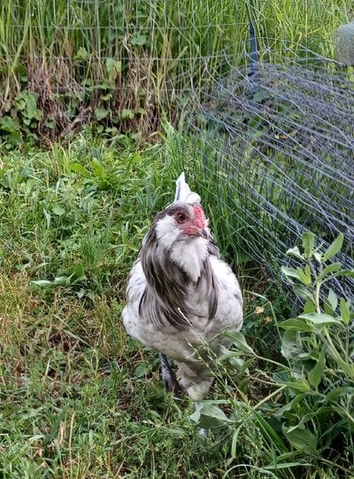 Standard-Bred Chicken Show 97c.jpg