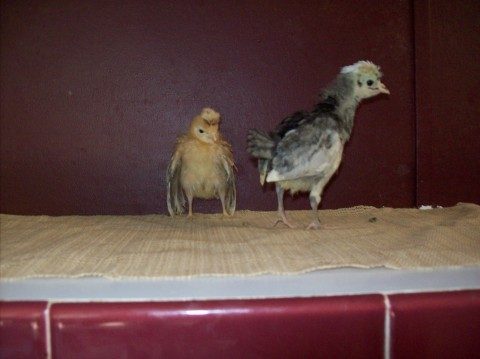 Standard size Polish. Red crested red and a white crested black.