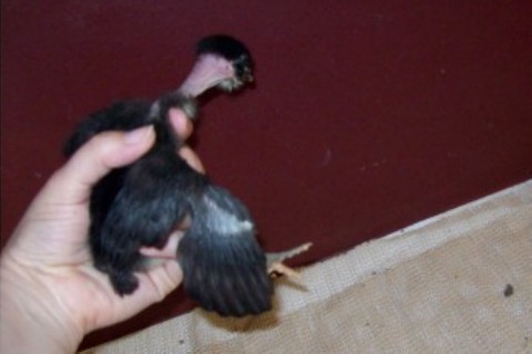 Standard size Transylvanian Naked Neck, black.