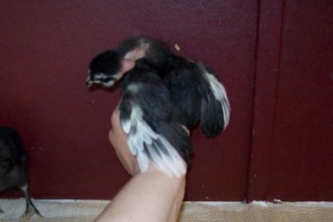 Standard size Transylvanian Naked Neck, mottled.