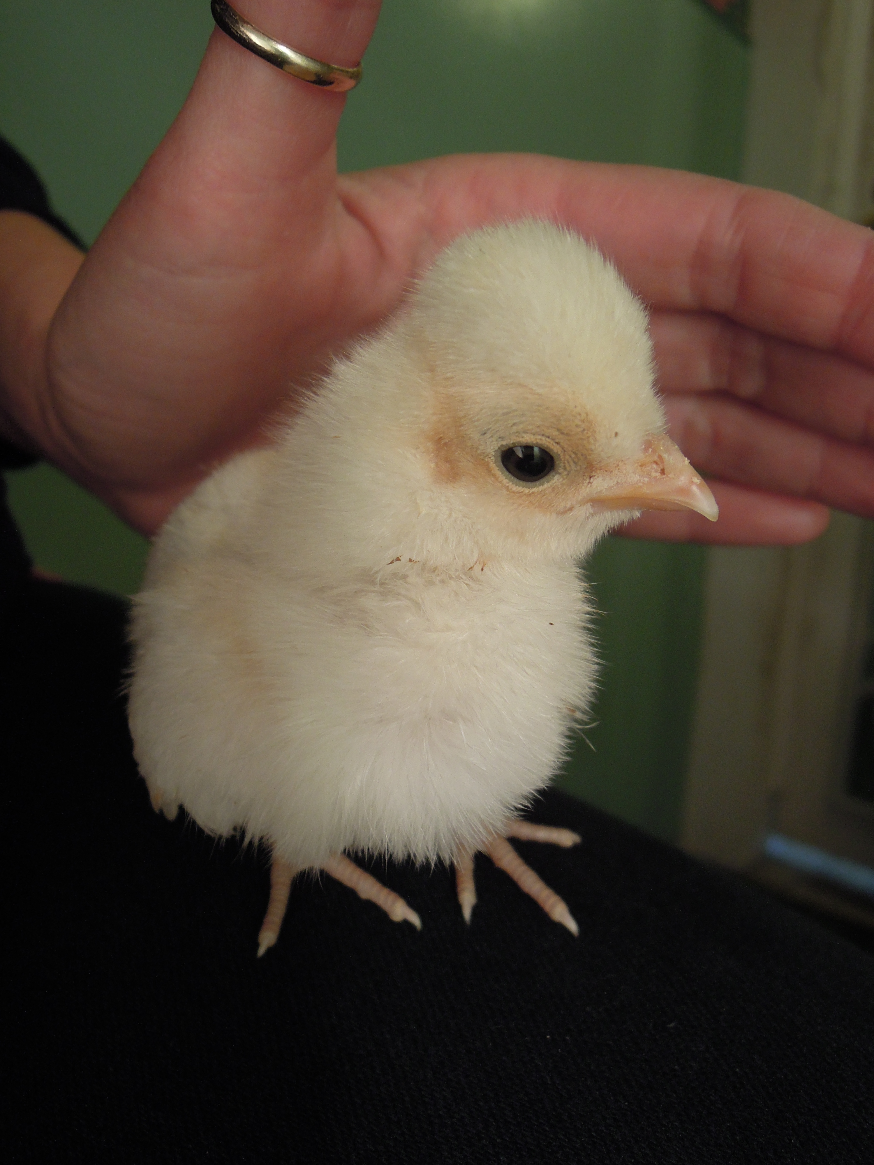 Standby in case she loses balance.