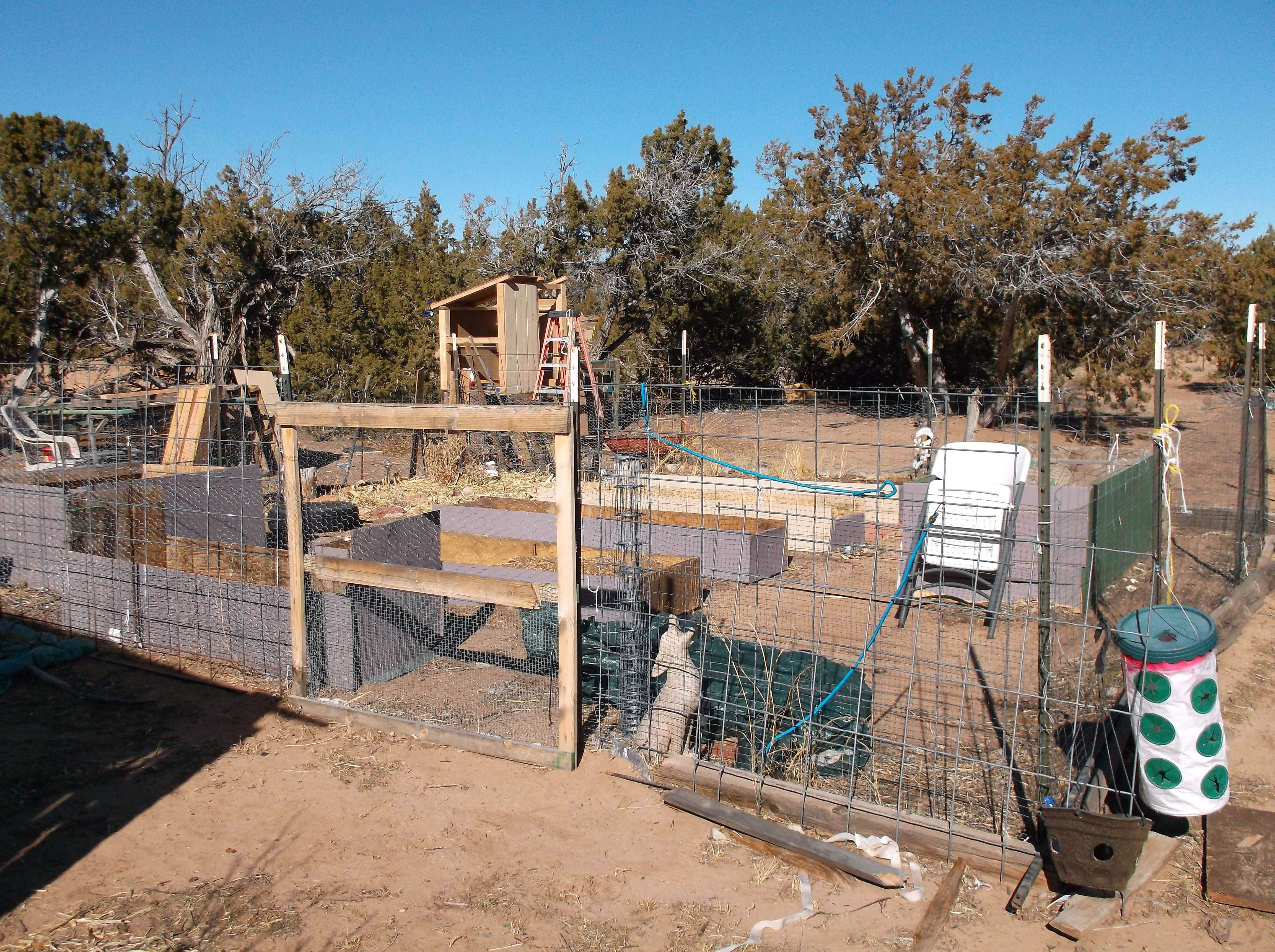 Standing by the current run with the garden area between old and new chicken areas.