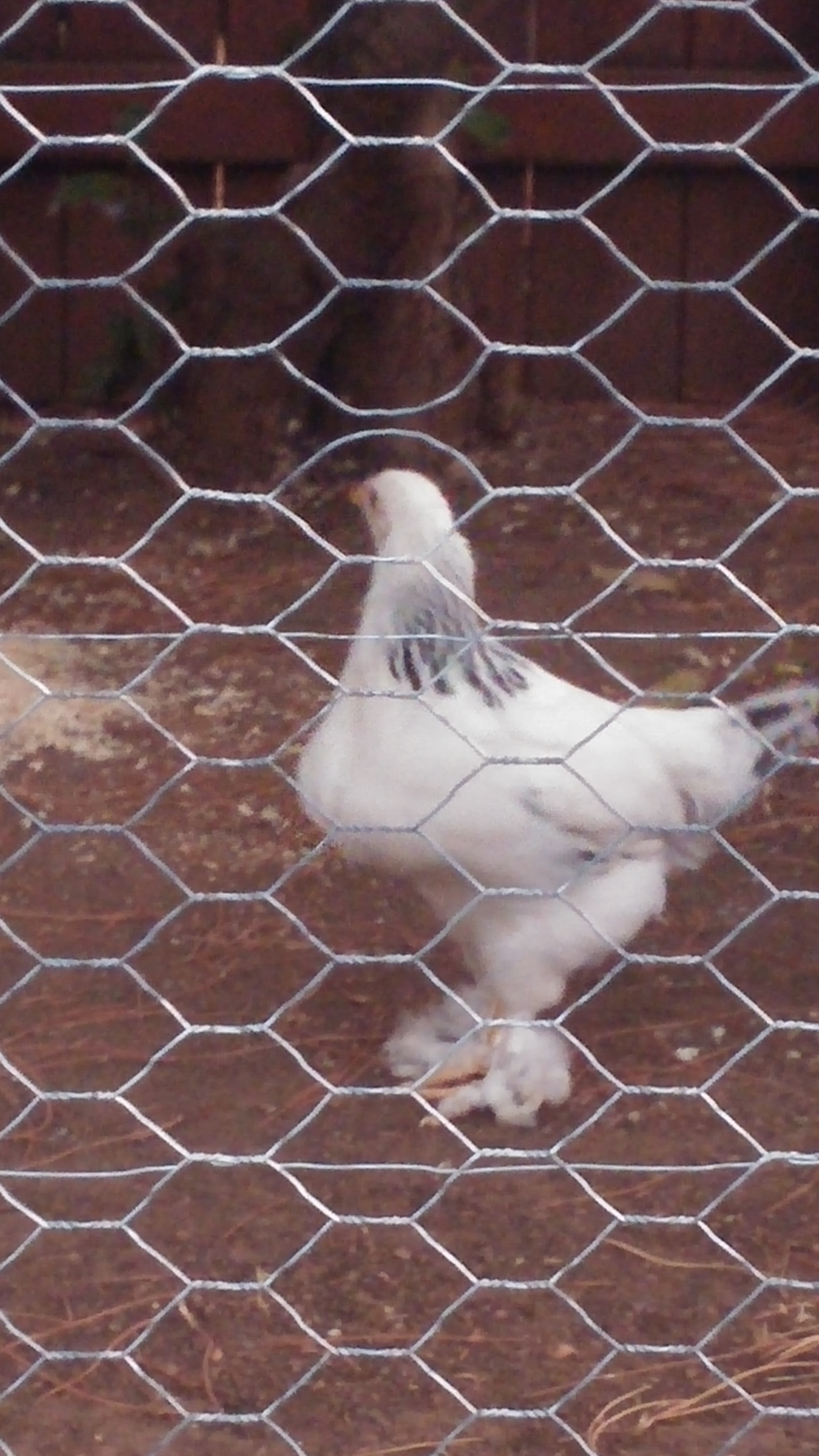 Standing Proud, Sakon makes sure that the squirrels don't enter his coop