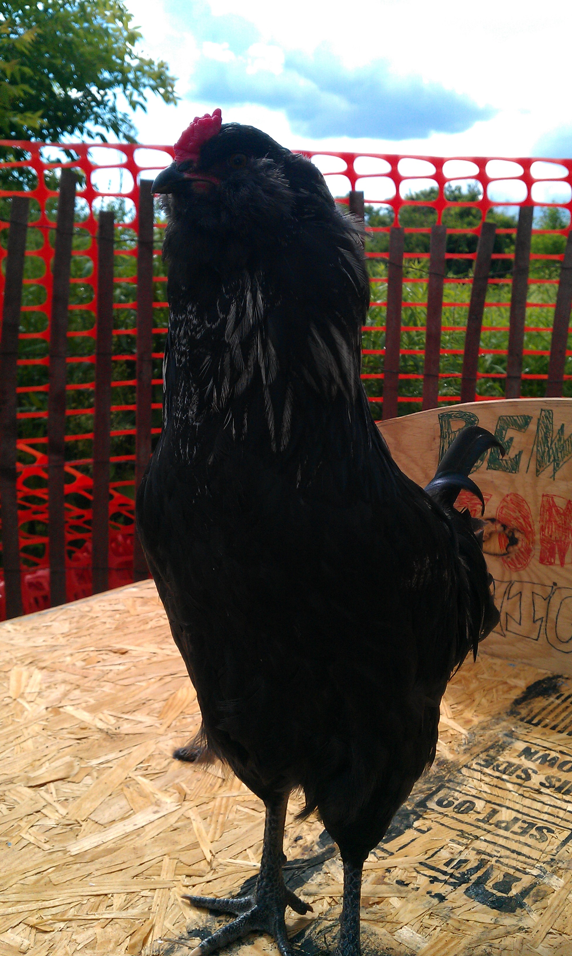 Standing tall and lookin good! He should be in Hollywood...lol!