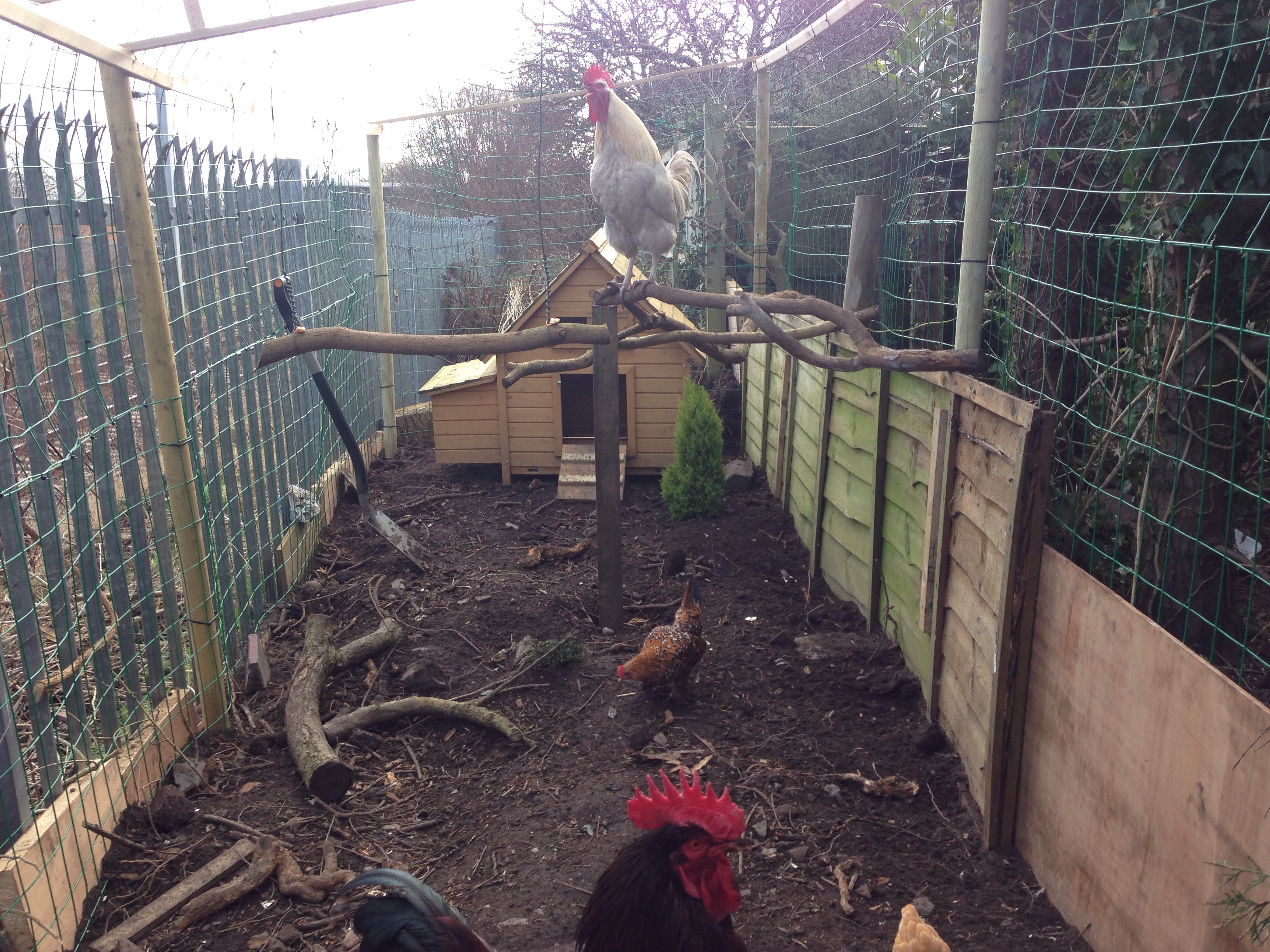 Star doing his thing