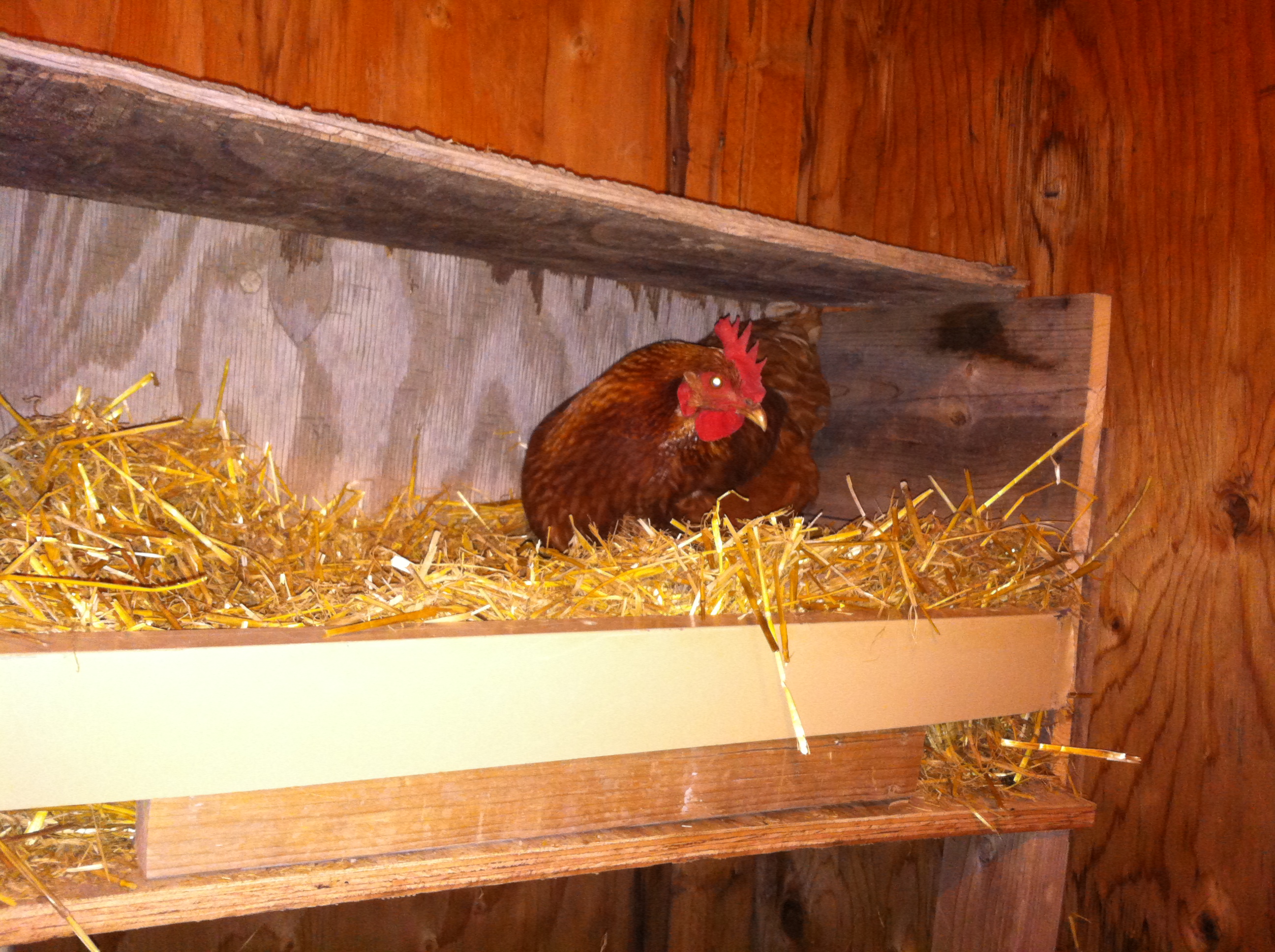 Star in her new nesting box.