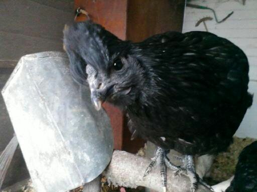 Star the Silky / Black Giant hen was quite interested in the camera.