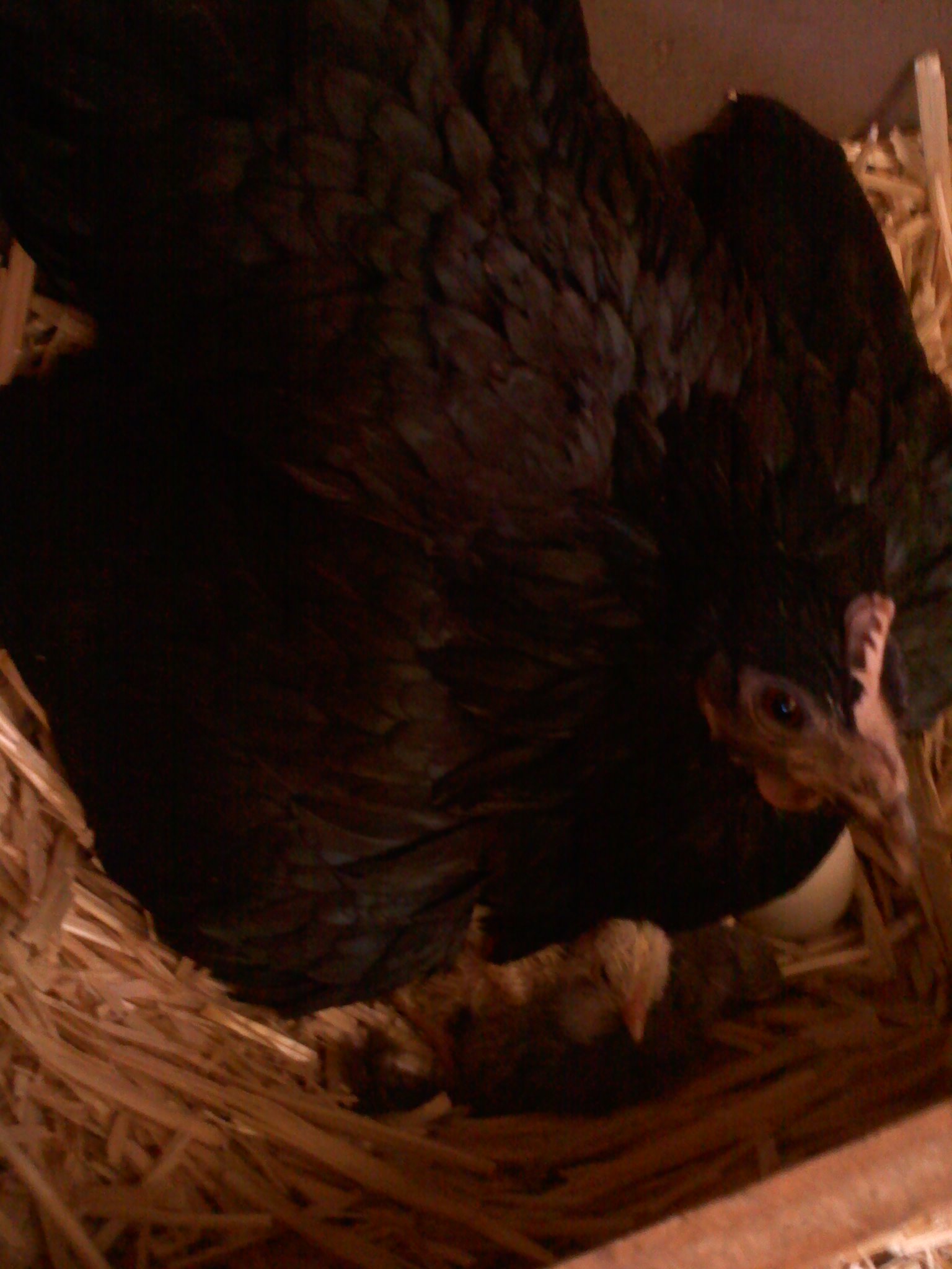 Star with the first two to hatch 6/13/12